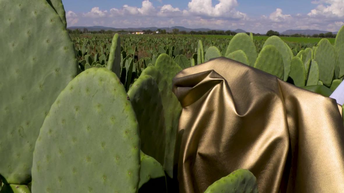 Mexican entrepreneurs invent world's first leather alternative based on cactus