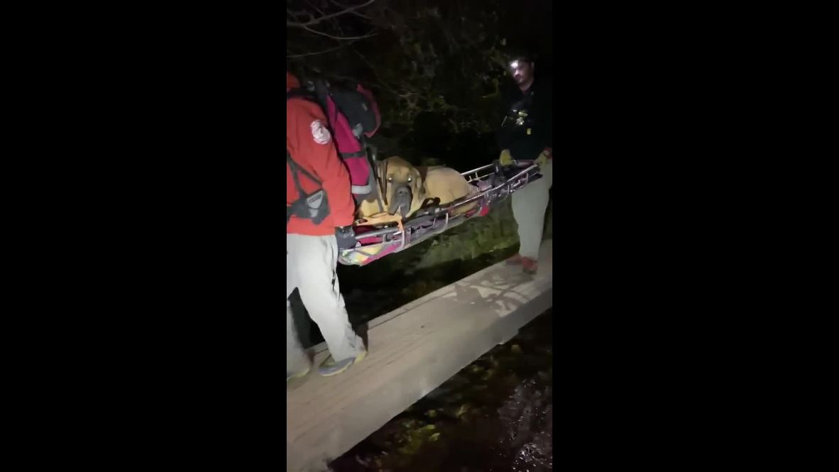 ¡Un día de perros! Un enorme mastín es rescatado en Utah por os servicios de emergencia