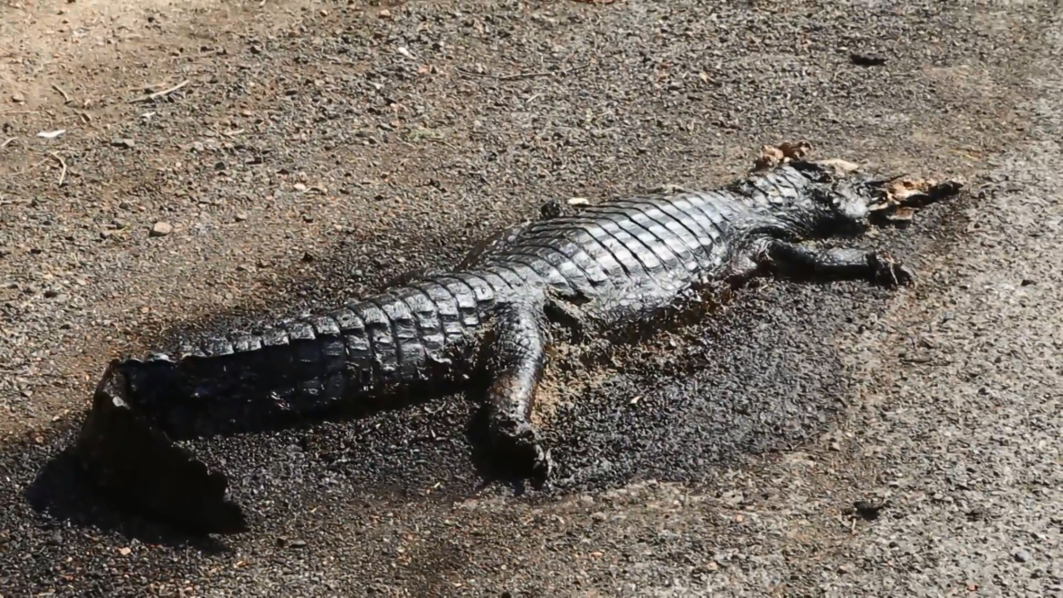 Brazil: Blaze decimates wildlife in Pantanal wetlands