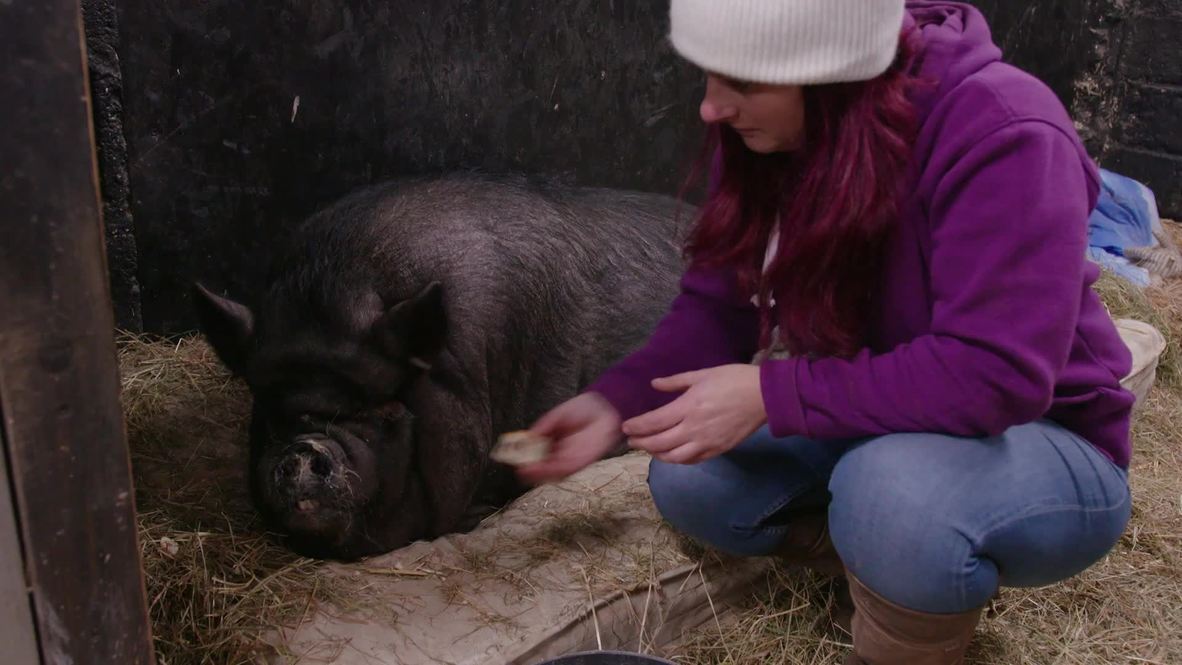 Saved her bacon! 200kg PIG rescued from flat and put on a diet