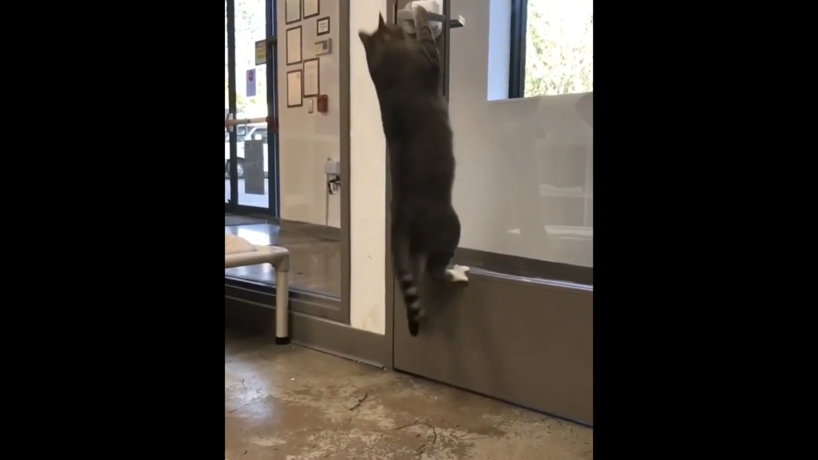 Un gato es condenado a confinamiento en solitario por liberar sus compañeros