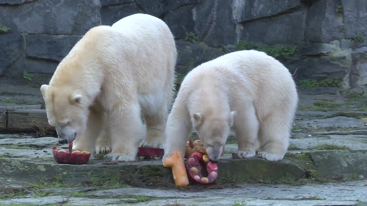 La osa polar Tonja celebra su décimo cumpleaños disfrutando de una deliciosa tarta