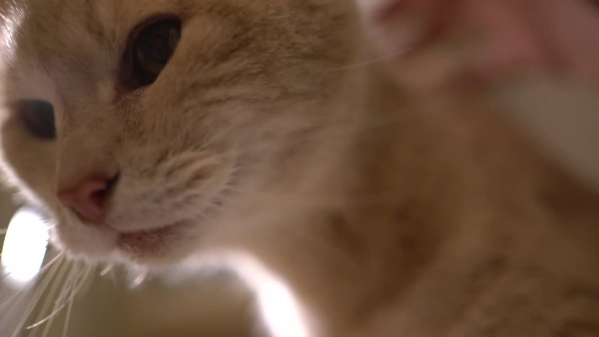 UK: Stan the cat to stand as Anti-Brexit candidate in general election