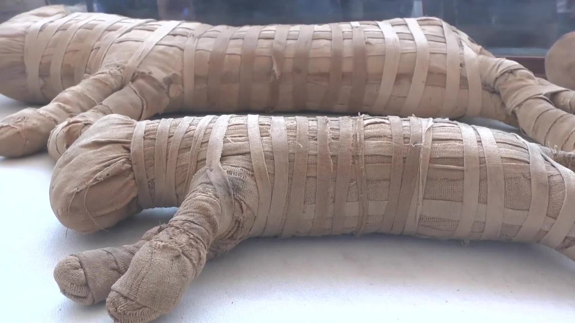 لأول مرة في العالم.. اكتشاف أسود محنّطة في سقارة بمصر