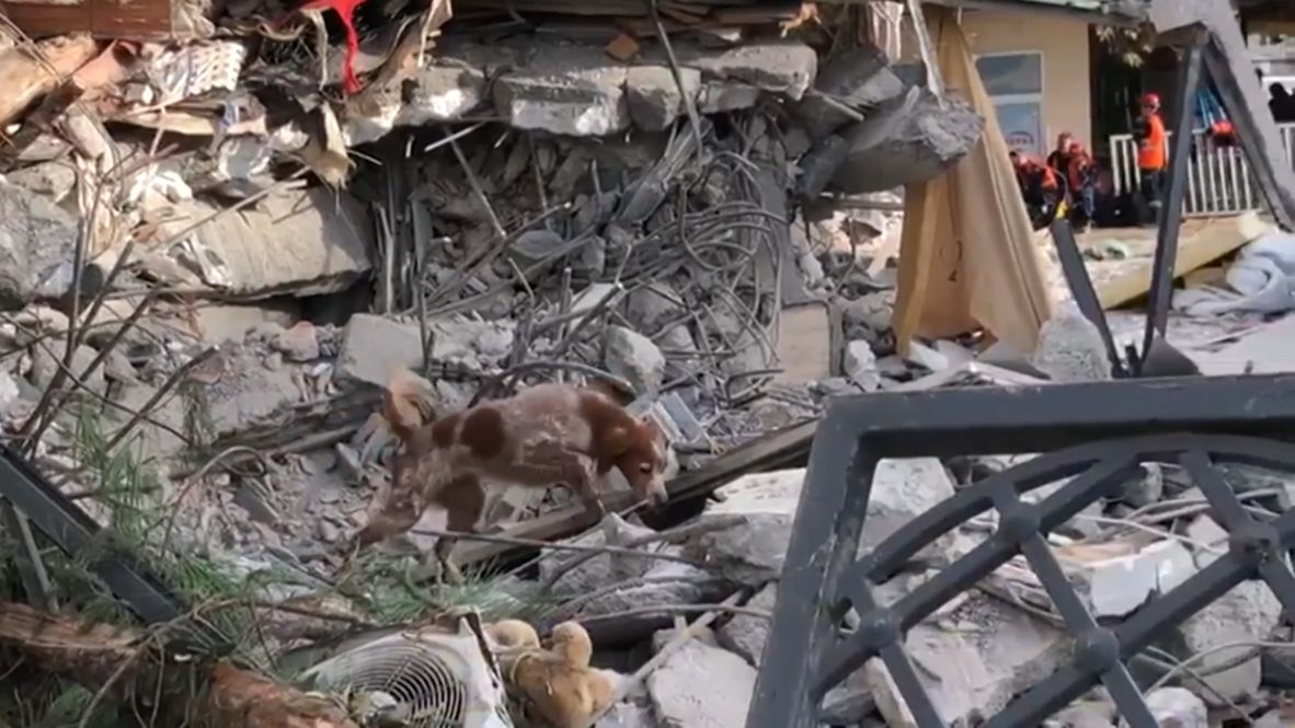 Albania: Swiss rescue dogs help search for quake survivors in Durres
