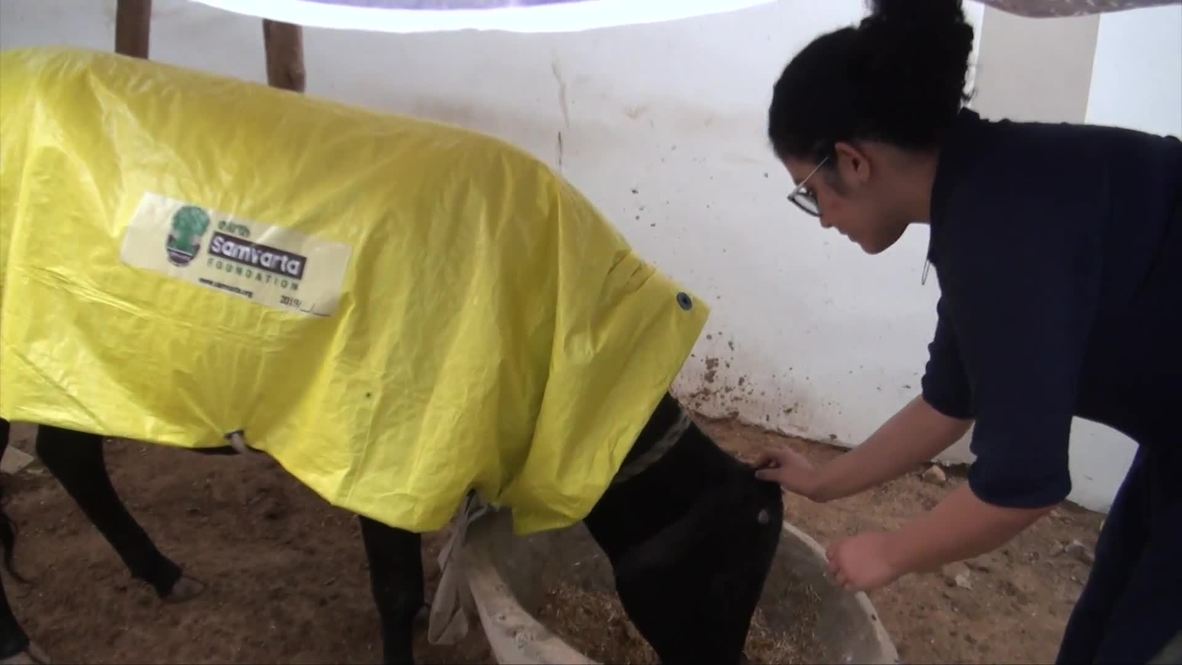 These Indian cows got fancy new coats for the winter