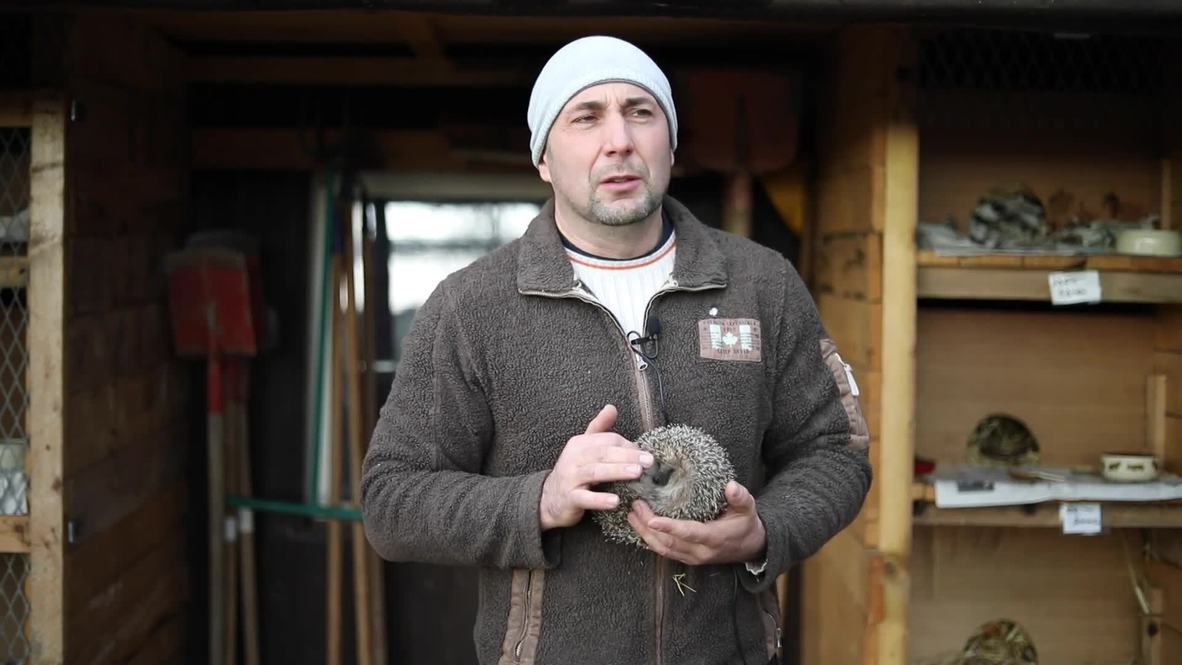 Prison beds given to hibernating hedgehogs