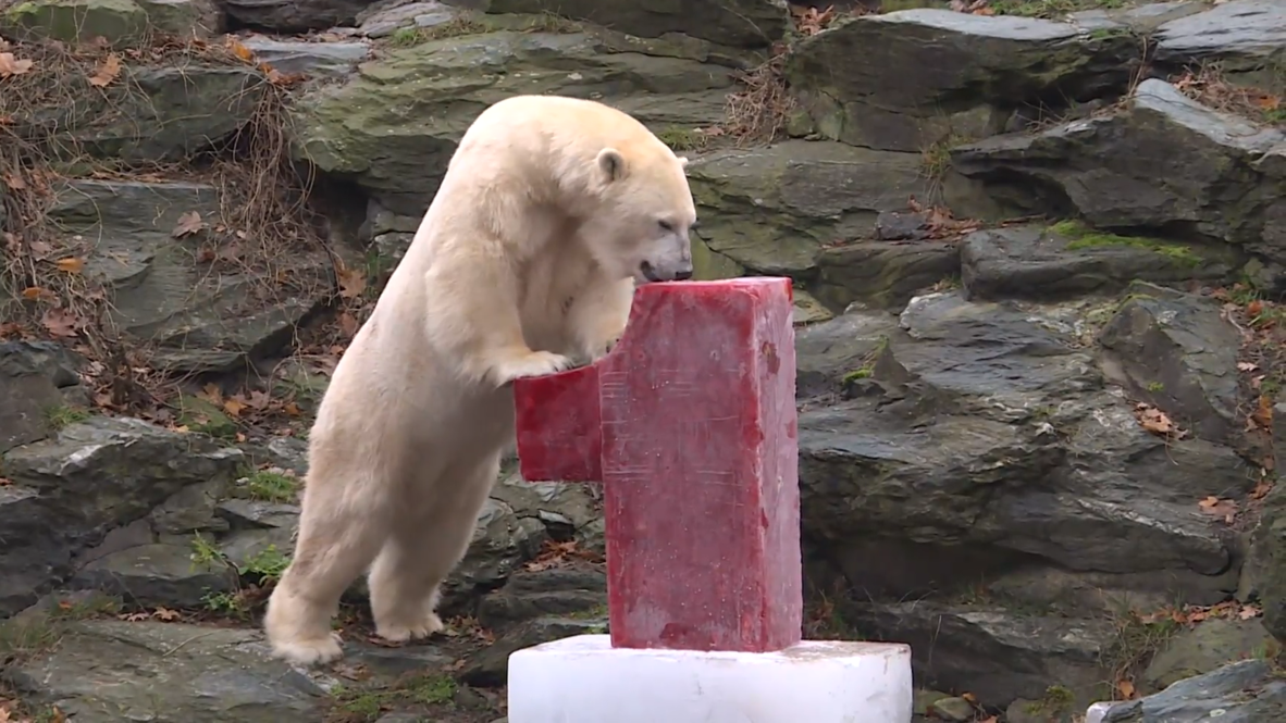 Germany: Hertha the polar bear cub celebrates first birthday at Berlin's Tierpark
