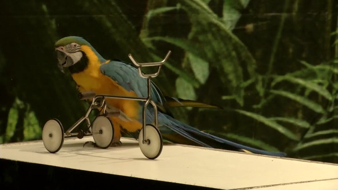 Polyglot parrots show off their best tricks at largest exhibition in Eastern Europe