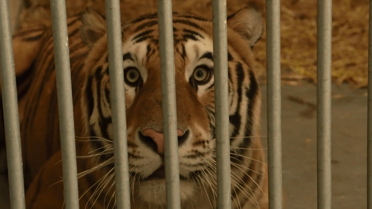 Tigres rescatados llegan al centro de protección animal de Villena