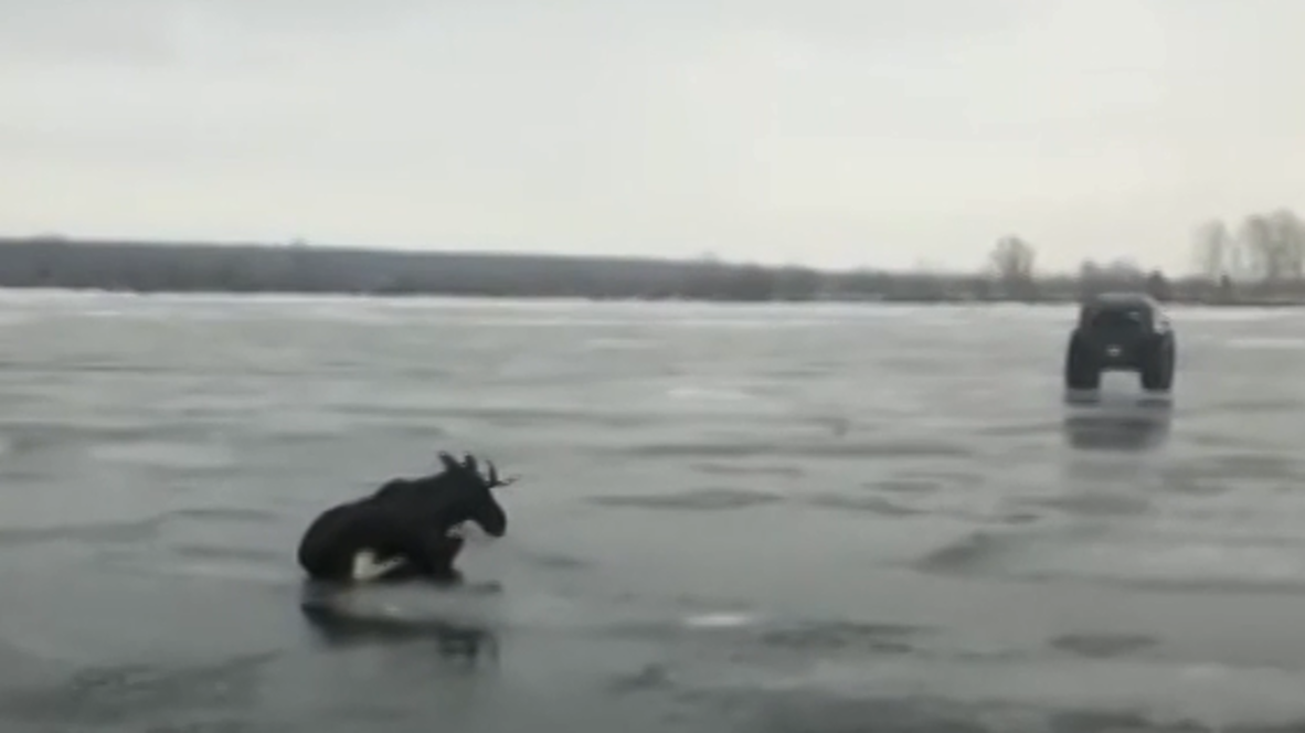 Все прошло гладко. Провалившегося под воду лося по льду отбуксировали на берег