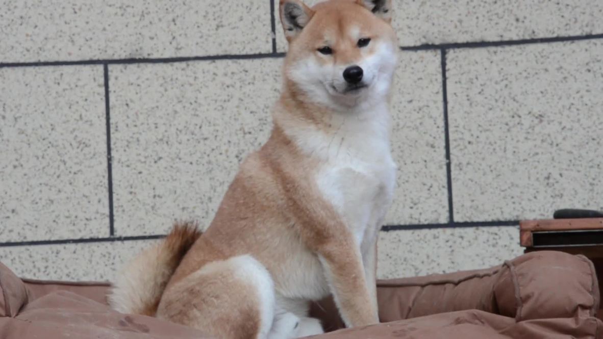 Canine lover builds luxury doggy mansion for furry friends in Xuyu