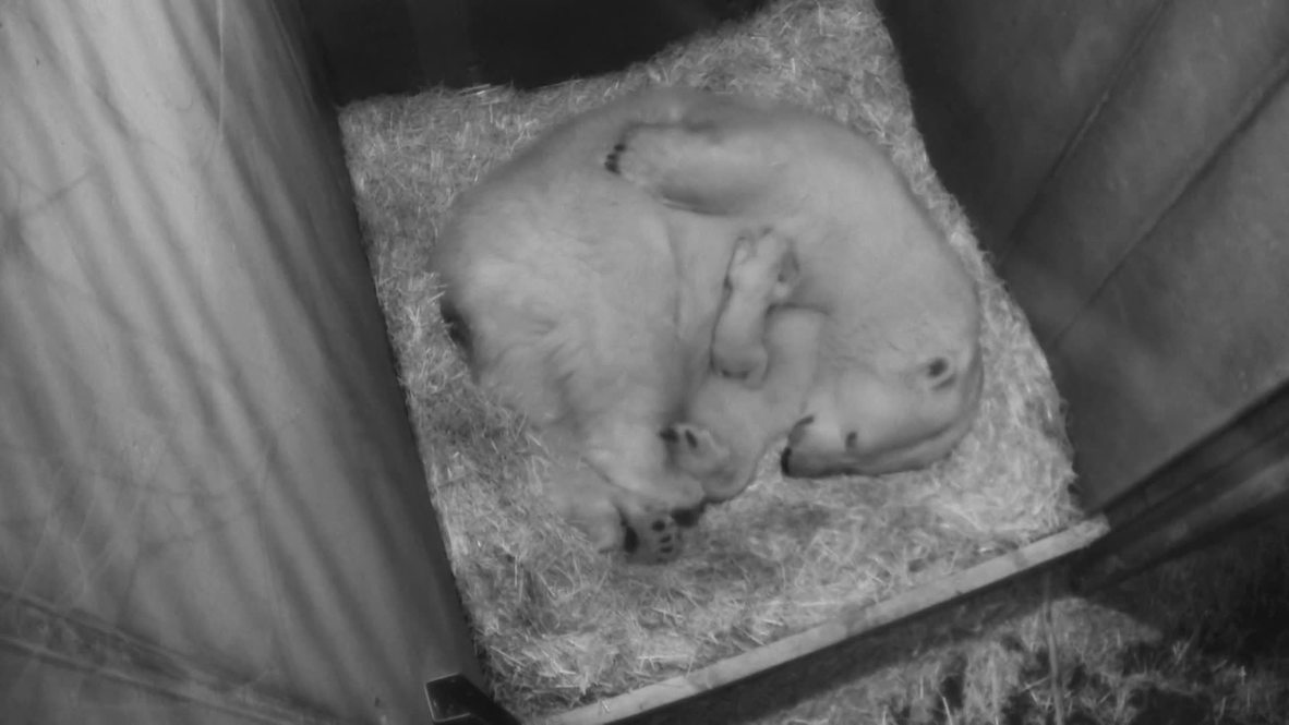 Vienna zoo celebrates one month birthday for polar bear cub
