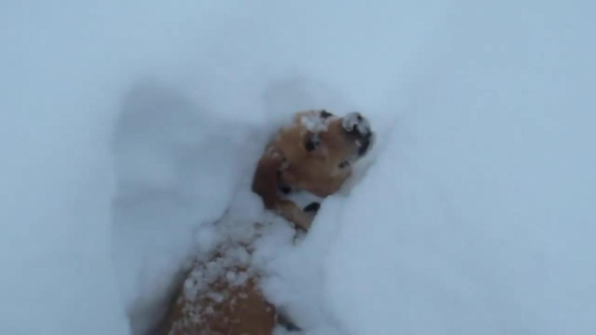 Snow place like home! Dog digs his way back through massive snow drifts
