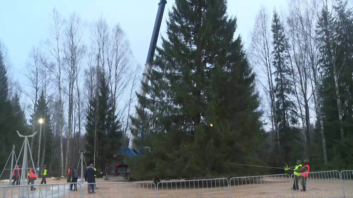 Под самый корешок. В Подмосковье срубили главную ель страны