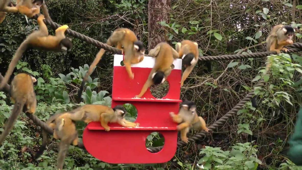 Zoo animals gorge on Christmas treats hidden inside stockings and gift boxes
