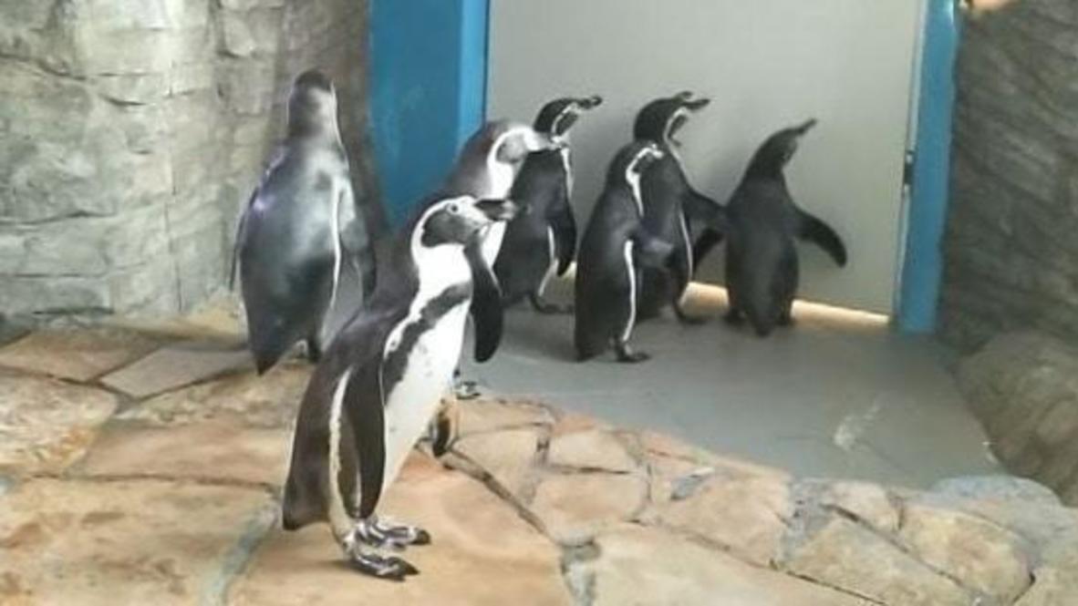 Everybody jump! See penguins chase a ball of light for exercise