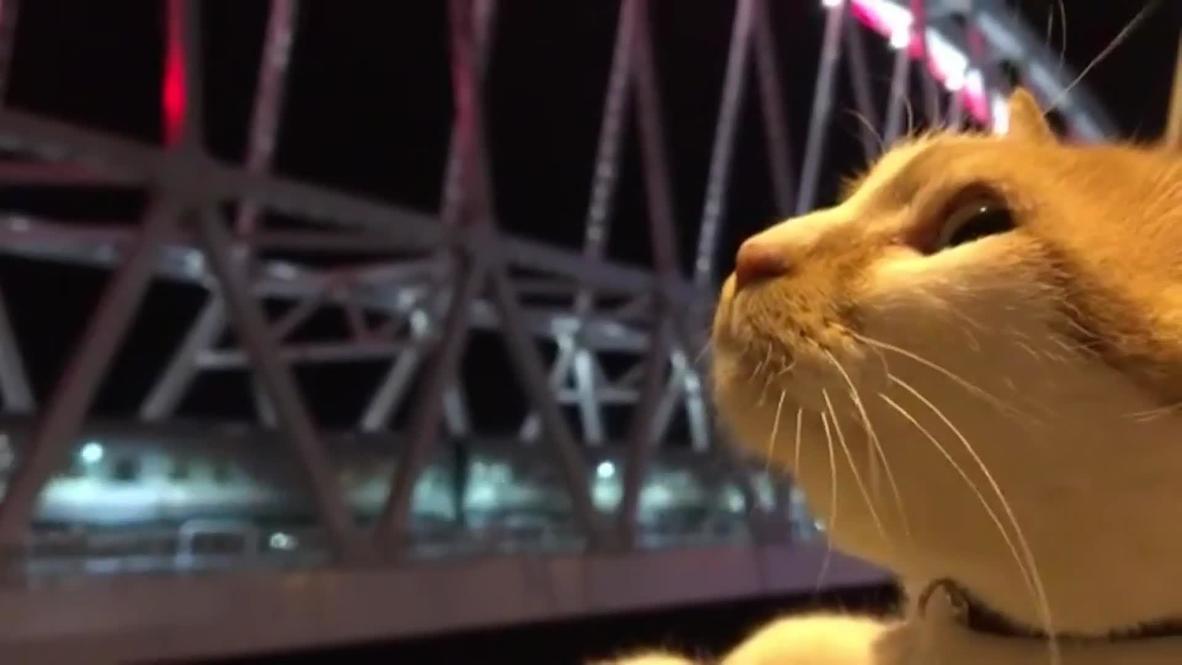 First passenger train crosses Crimean Bridge under the watchful eyes of Mostik the cat