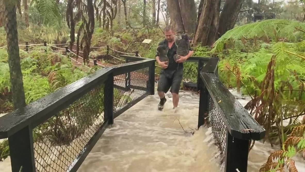 Australia: Somersby Zoo flooded after torrential rainfall hits NSW