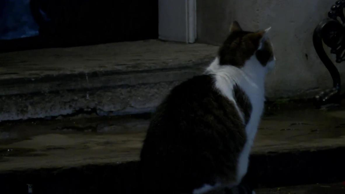 UK: Downing Street's furry friend ready for Brexit departure