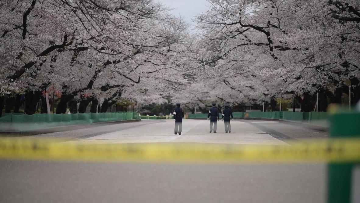 Japan: Cherry blossom parks closed in Tokyo to slow spread of coronavirus
