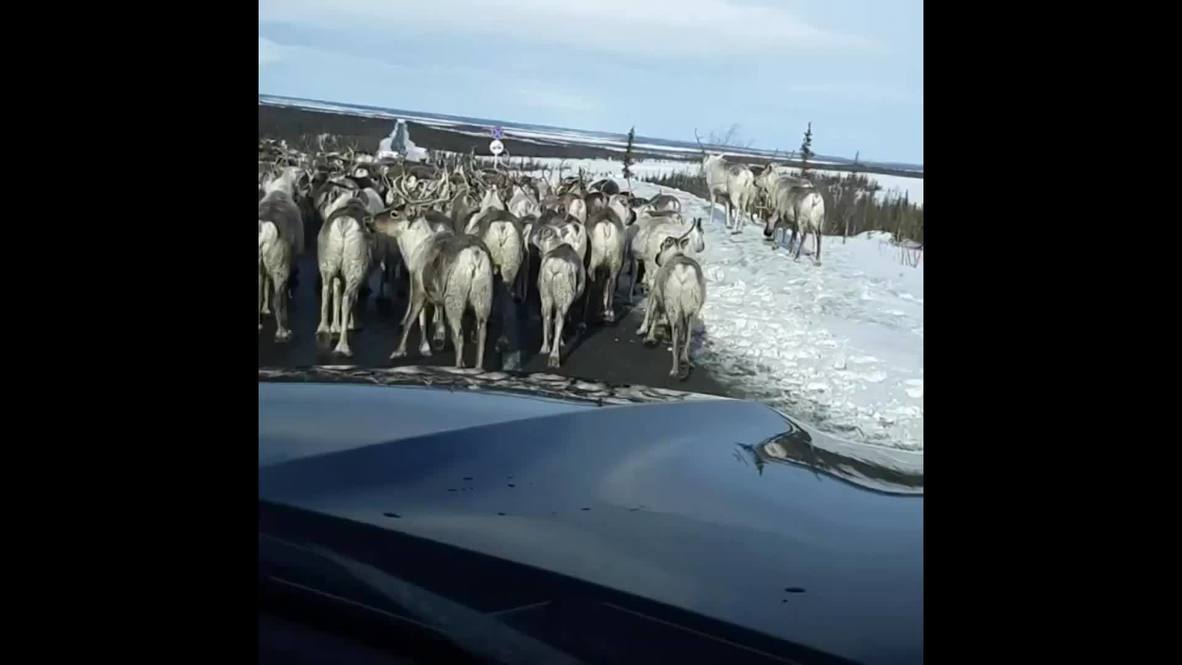 Undeerable traffic jam in Siberia
