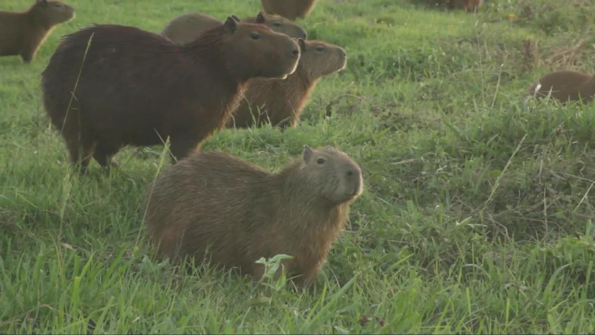 Bolivia: Capybaras take over golf club deserted amid coronavirus outbreak