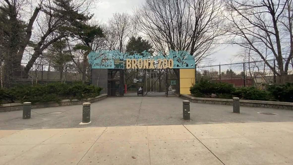 USA: Tiger tests positive for coronavirus at Bronx Zoo