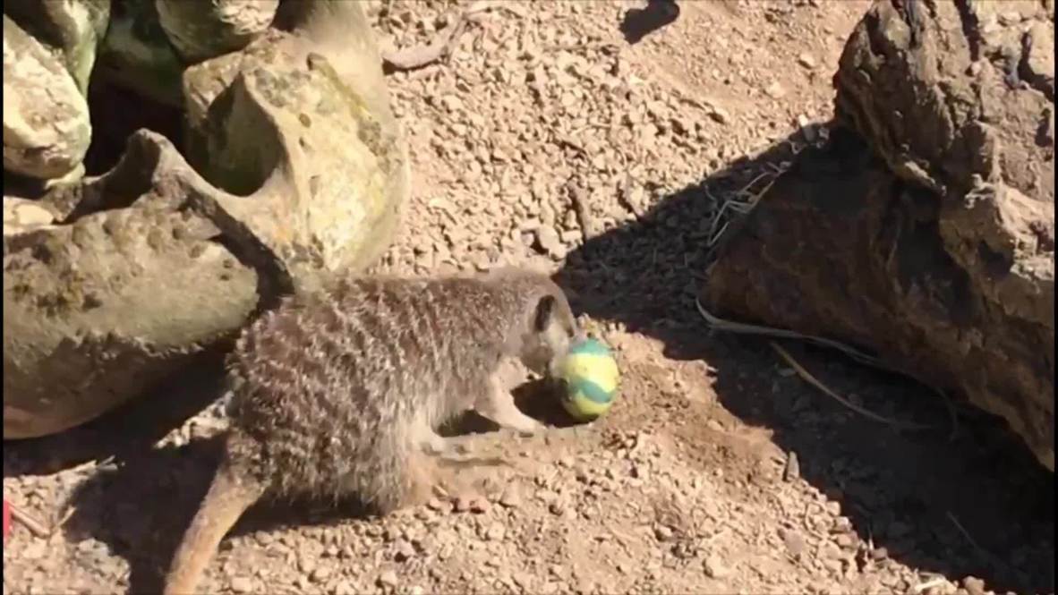 Without visitors, meerkats crack on with Easter egg hunt at London Zoo