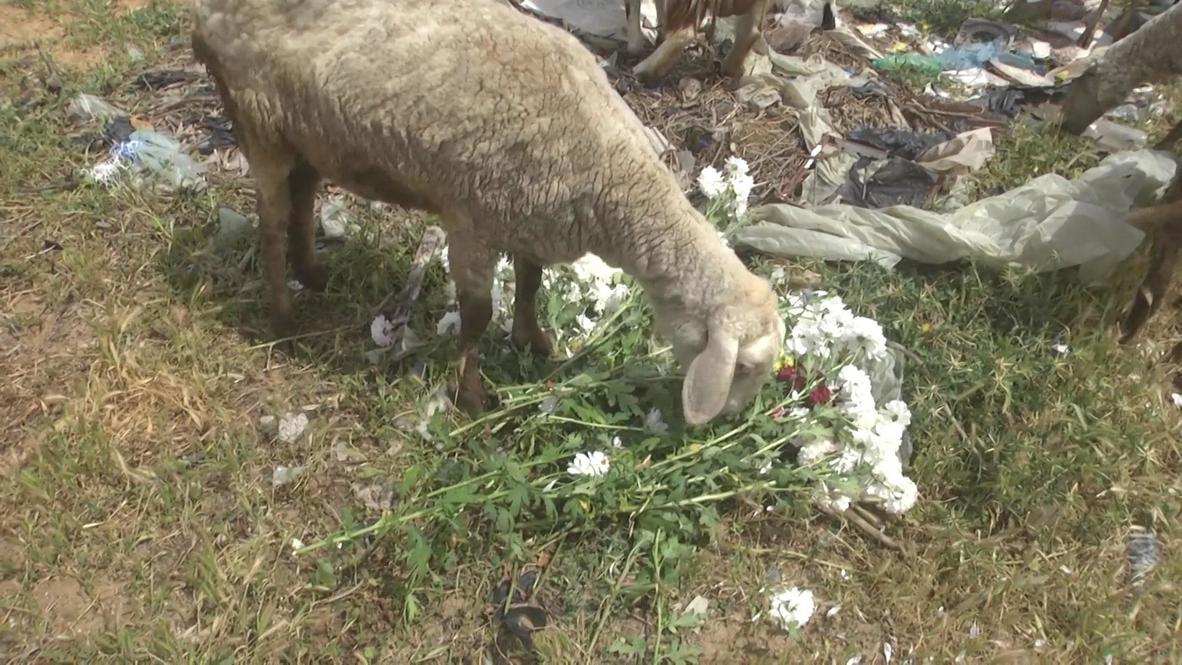 Estado de Palestina: Agricultores alimentan a las ovejas con flores por la falta de demanda por el confinamiento