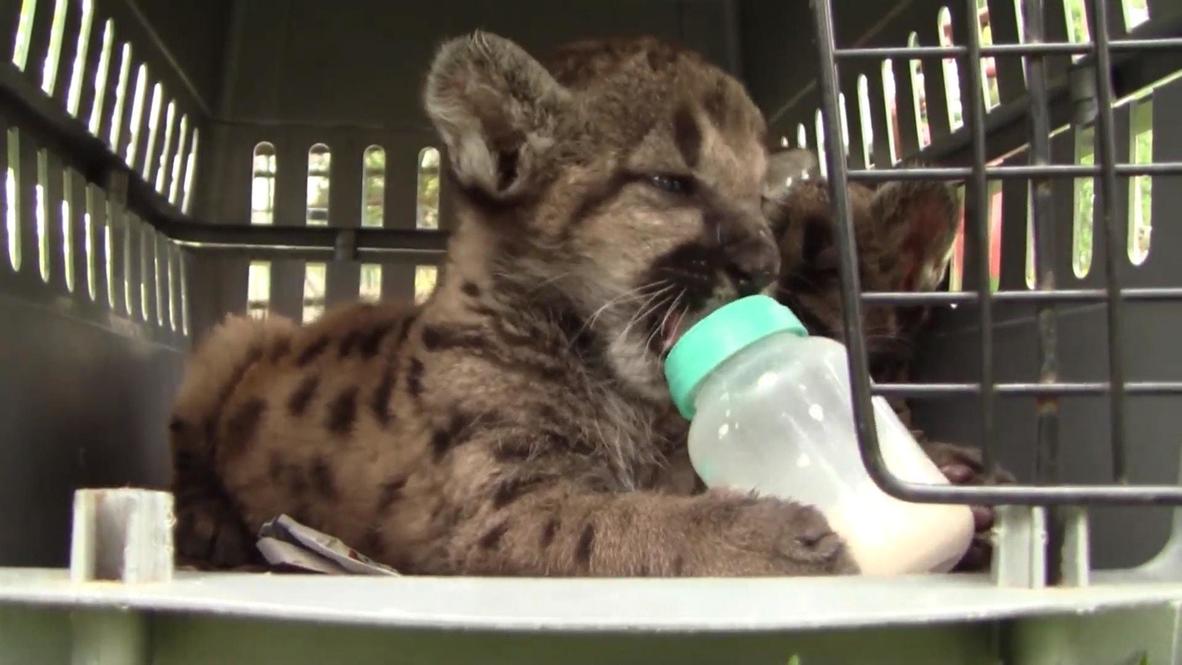 Newborn cougars Pandemia and Cuarentena join tiger Covid at Mexico zoo feline family