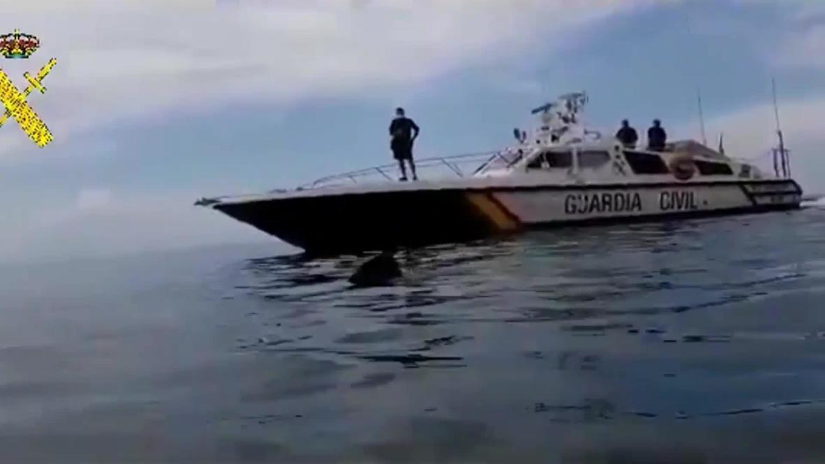 Spain: Civil Guard spots eight-metres-long shark off coast of Granada