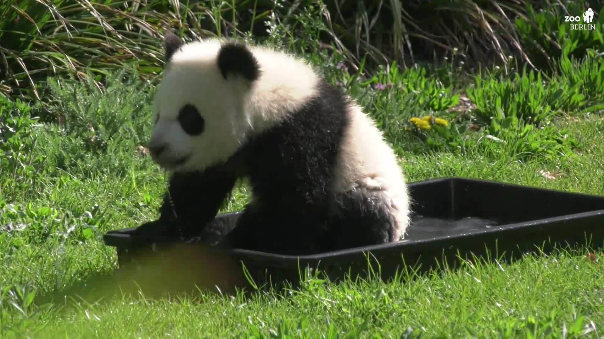 Berlin Zoo panda cub has splashing good time in paddling pool Video