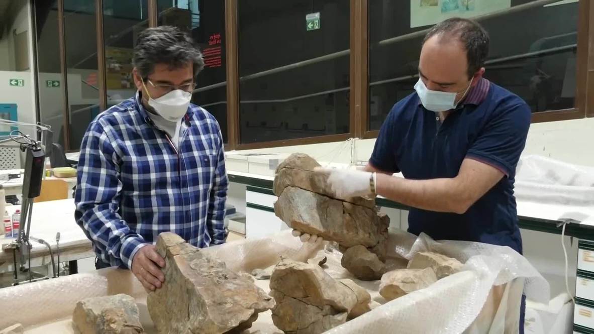 España: Descubren fósiles de un dinosaurio gigante de 20 metros en Teruel