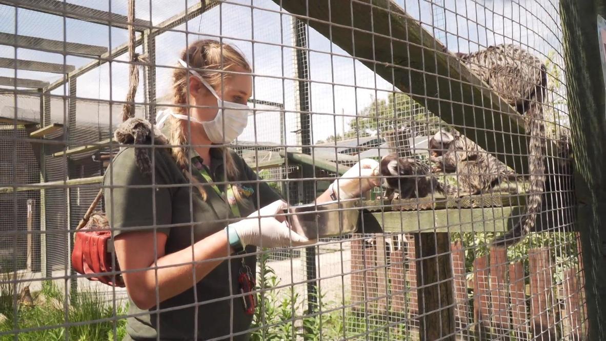 UK: Welsh zoo on brink of extinction amid funding struggles due to COVID-19