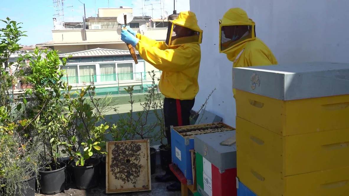 Italy: Rome's bees get a buzz out of lockdown as population soars amid reduced pollution