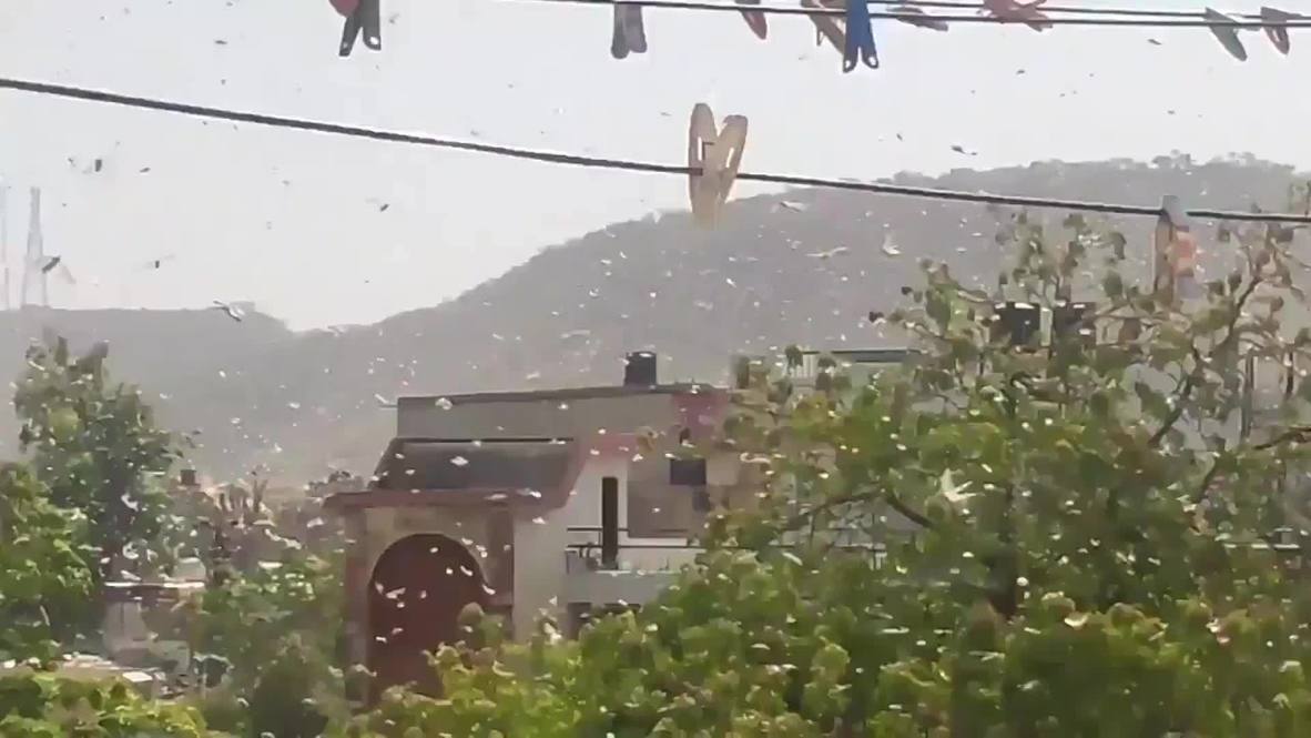 India: Enjambre de langostas invade la ciudad de Jaipur