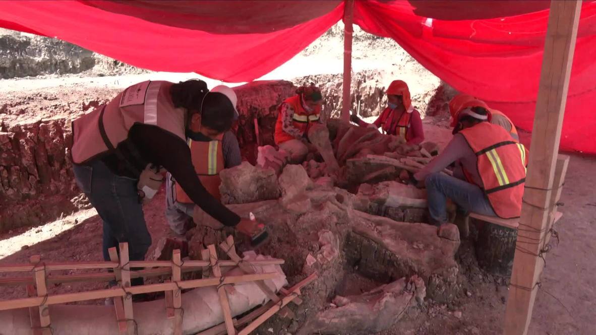 Mexico: Remains of about 60 mammoths found near airport construction site
