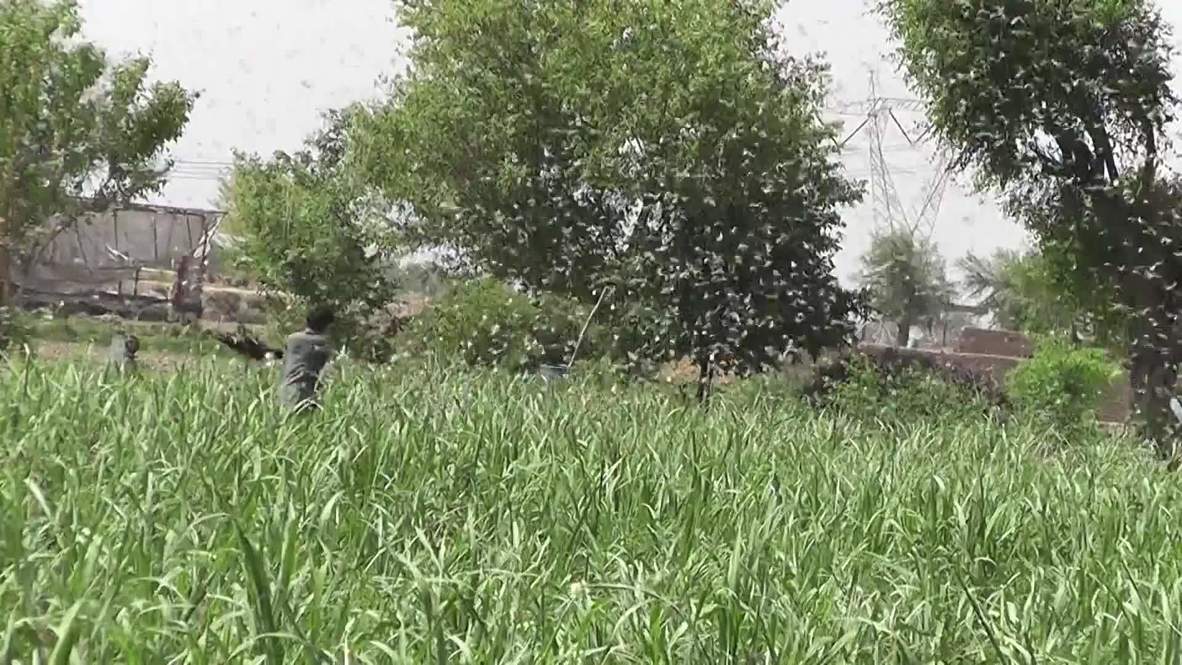 Pakistan: Farmers fear famine as locust swarms destroy crops