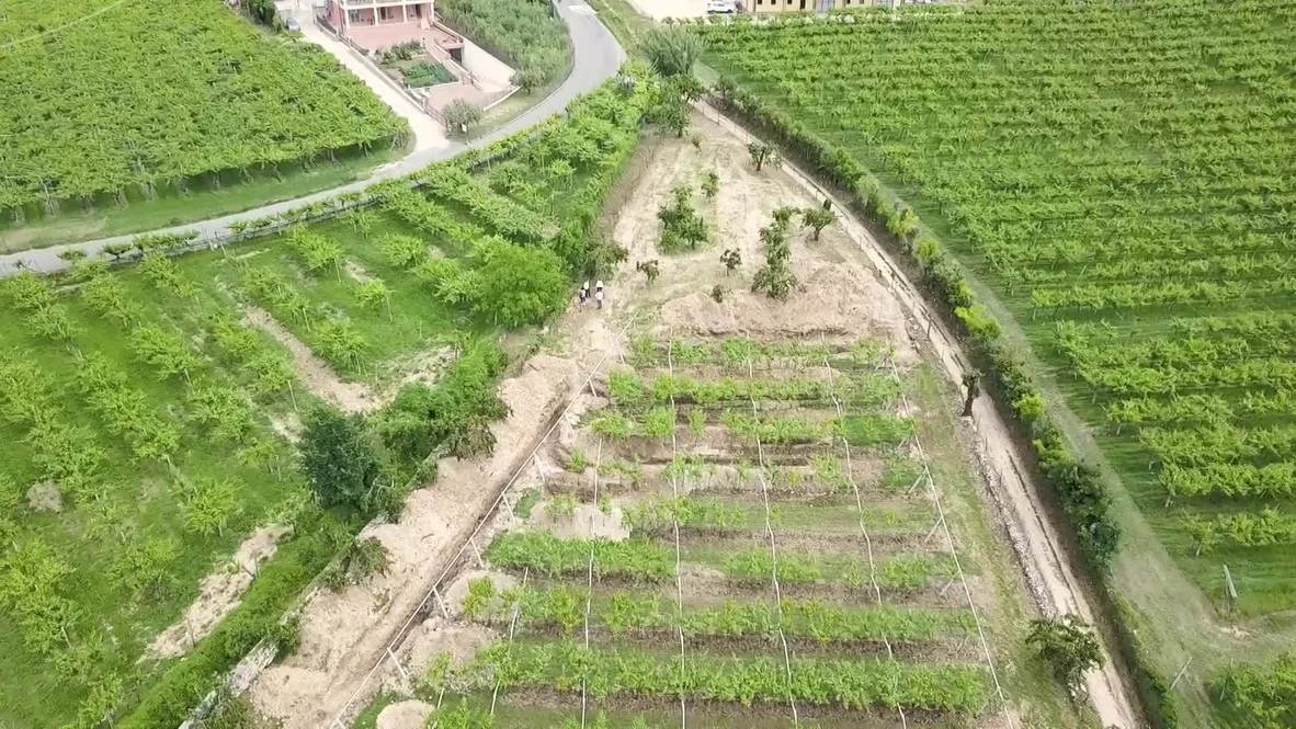 Italia: Descubren un antiguo piso de mosaico romano intacto bajo un viñedo en Verona