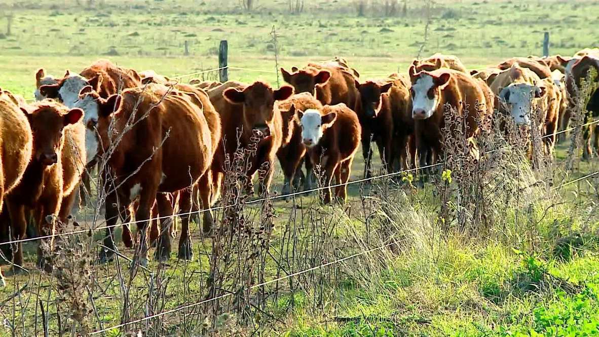 Argentina: Livestock used as real asset for 'BitCow' crypto currency