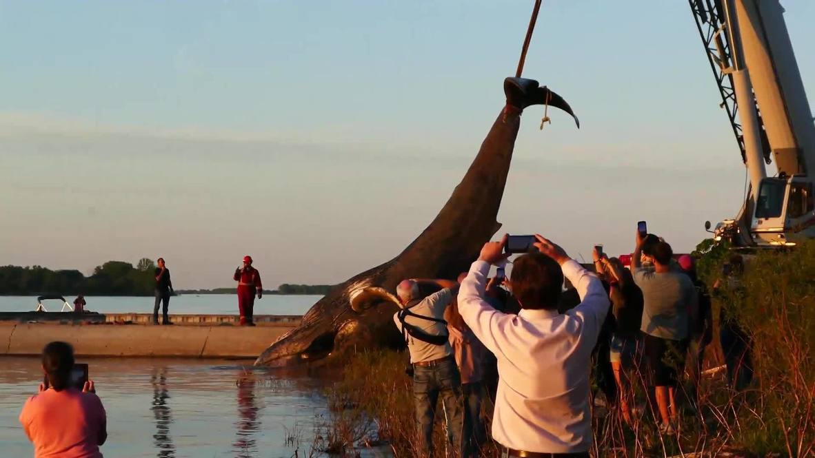 Canada: Montreal humpback whale found dead in St Lawrence river