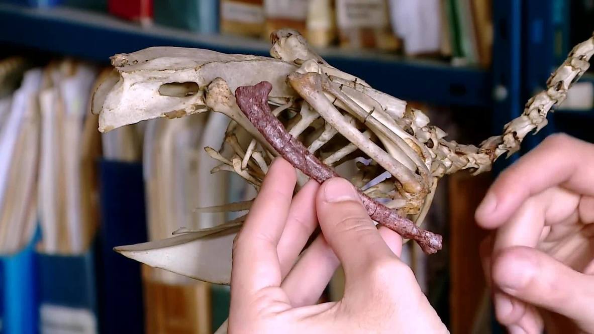 Argentina: Palaeontologists discover new bird-like dinosaur