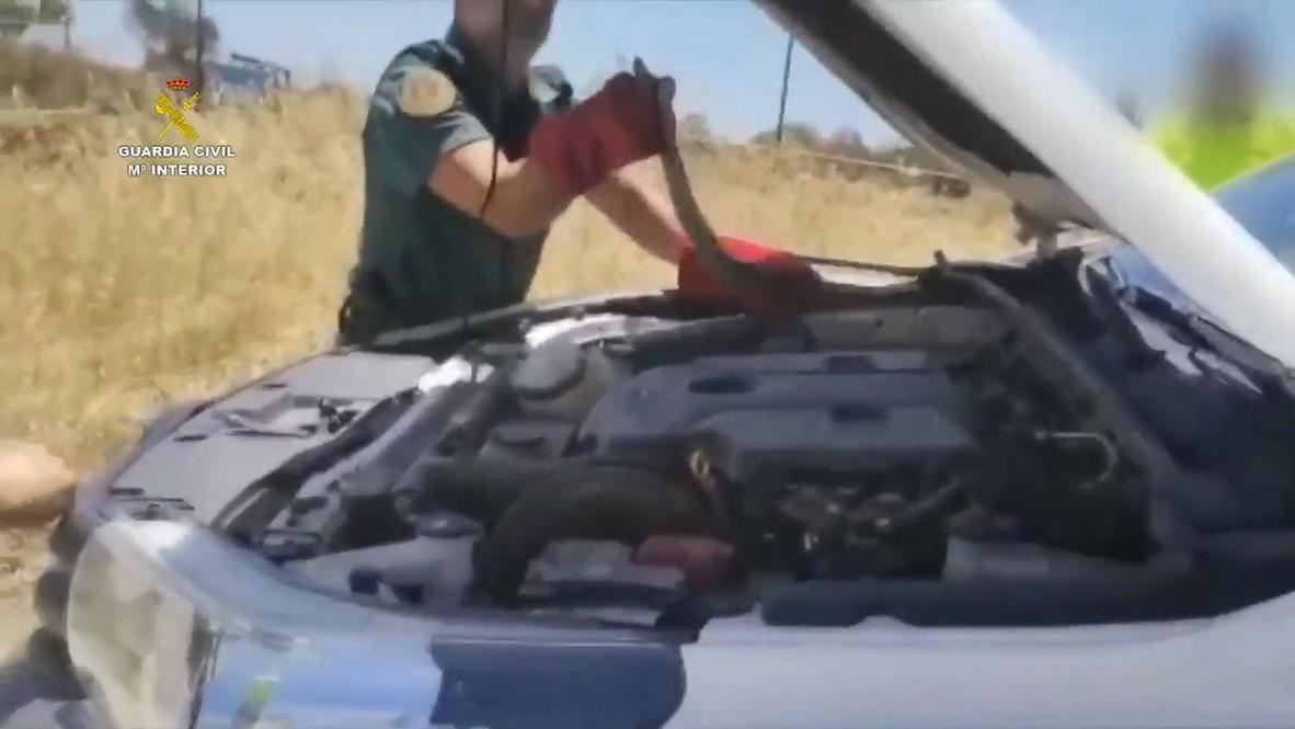 Look who SNAKE under the hood: Spanish police remove serpent from car engine