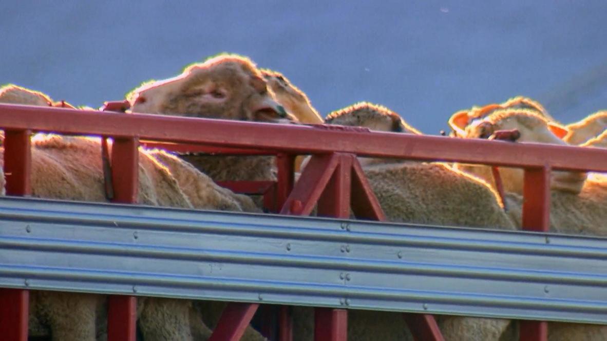 Australia: Sheep cleared for export to Kuwait on COVID-hit vessel despite protests