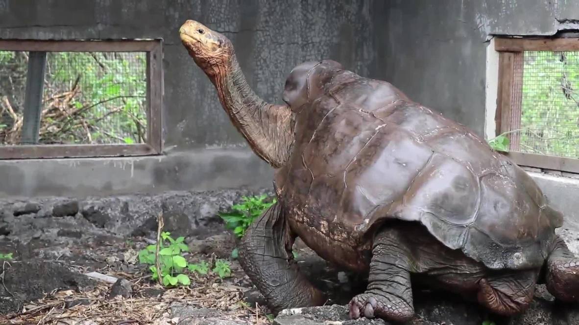 Ecuador: 'Diego,’ the tortoise who sired 800 babies and saved his species, returns home