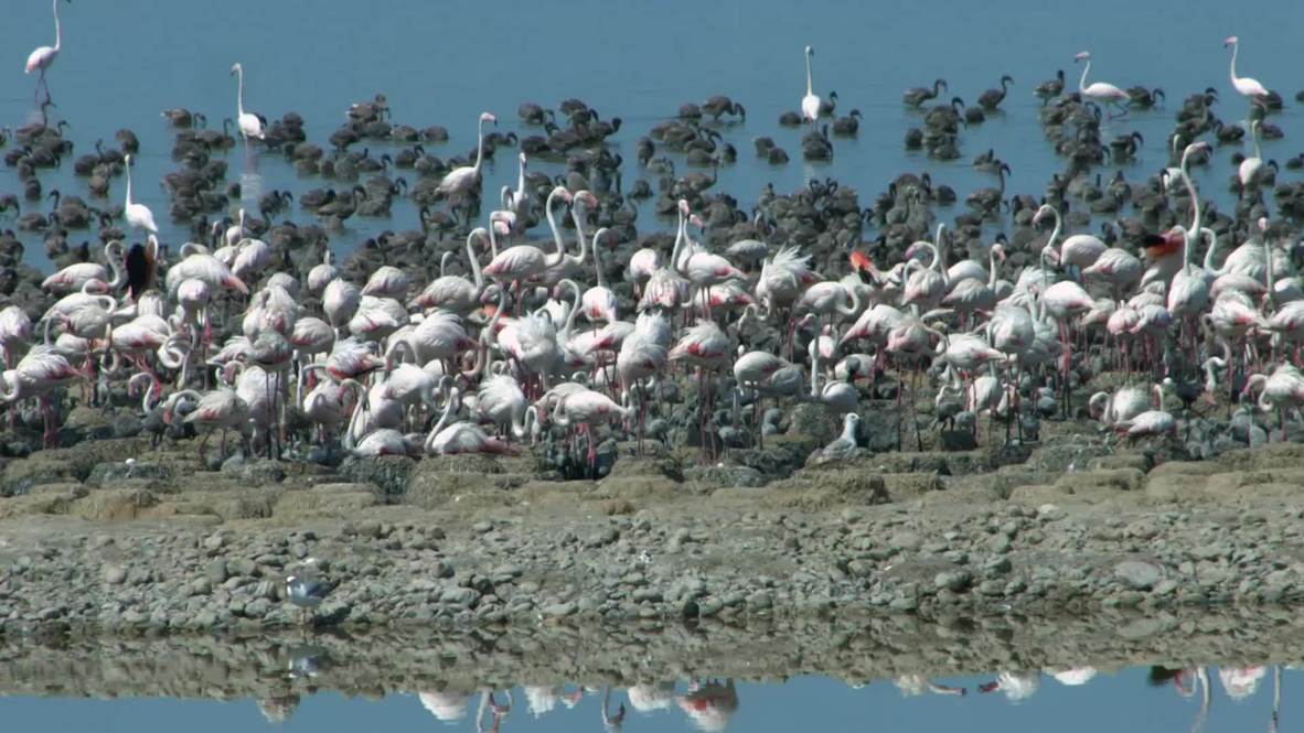 Thousands of baby flamingos see the light of day in Izmir's Bird Paradise