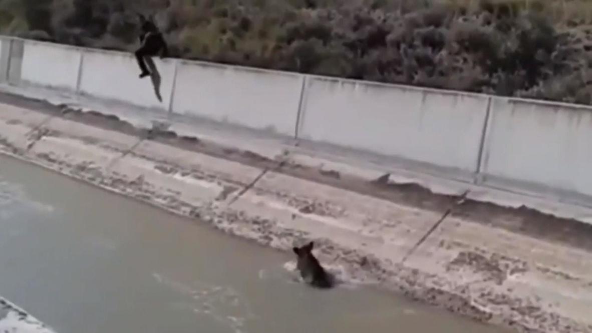 Spain: Civil Guard carries out complicated rescue of wild boar that fell into ditch