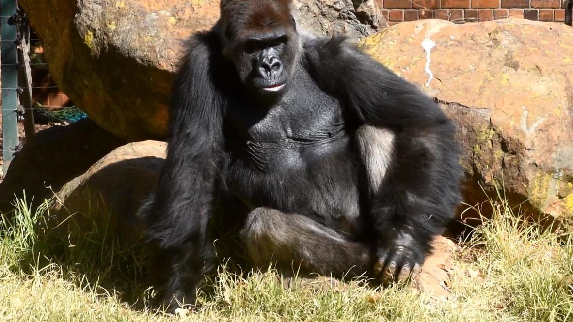 Gorilla returns to South African zoo after nasal surgery