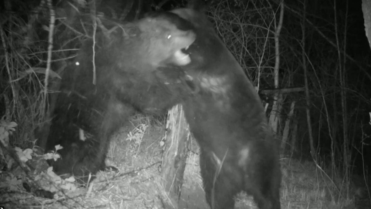A step too fur! Bears fight over territory in Russia’s Far East
